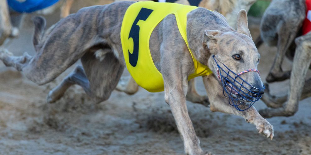 Kennedy in the Swedish Championships Final 2025 / Photo: Christian Magnusson