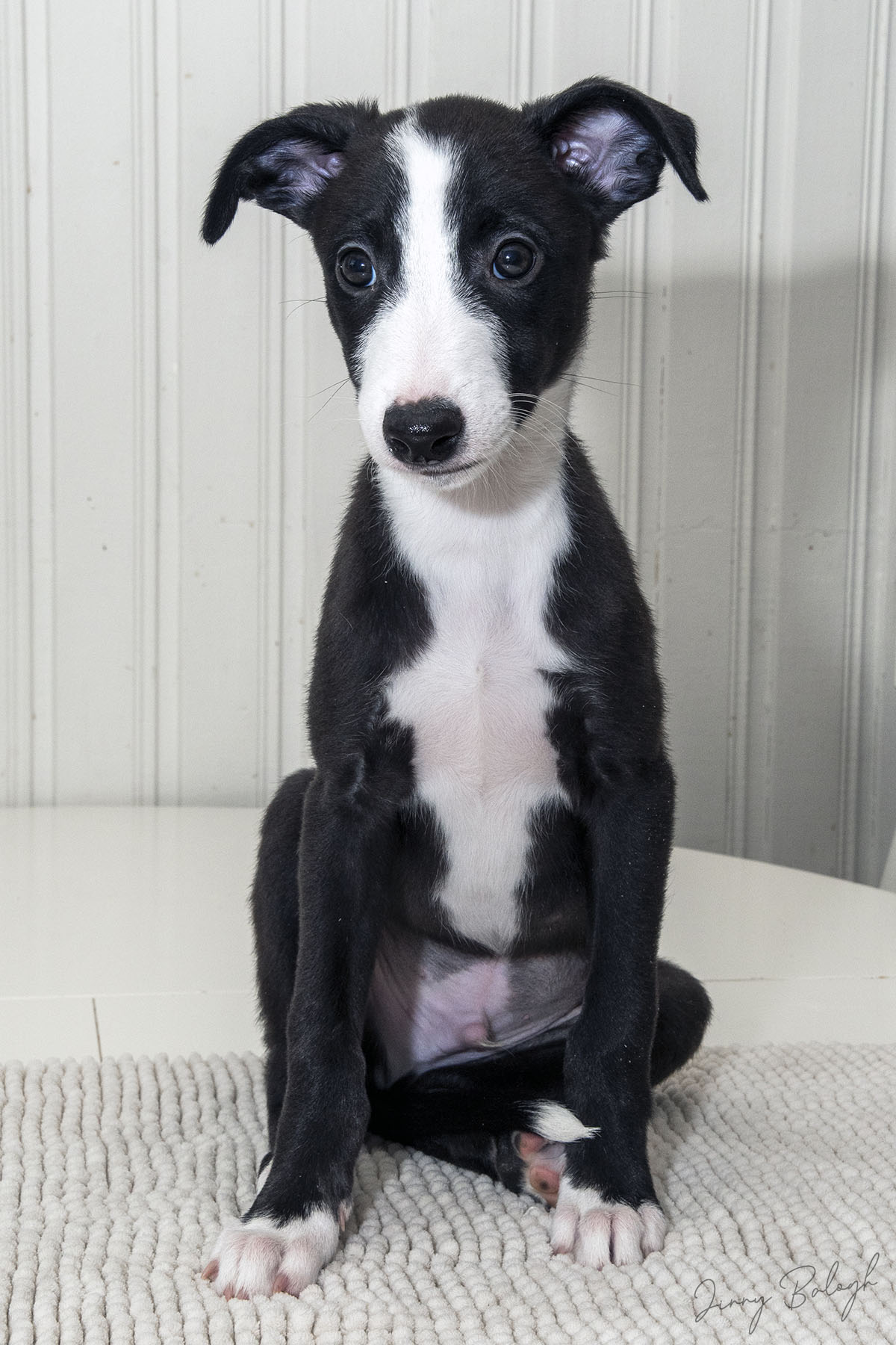 Charlie, 9 weeks