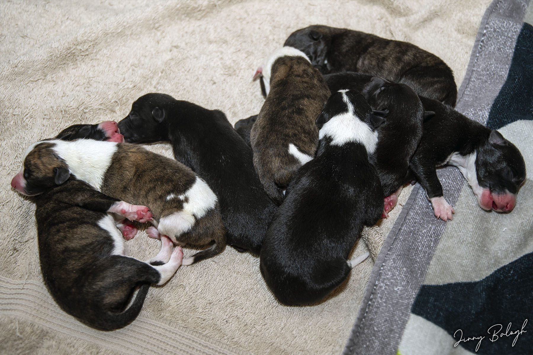 Vegas, Kapten, Åska, Flinga, Scarf, Skugga, Socks and Smokey, 2 days