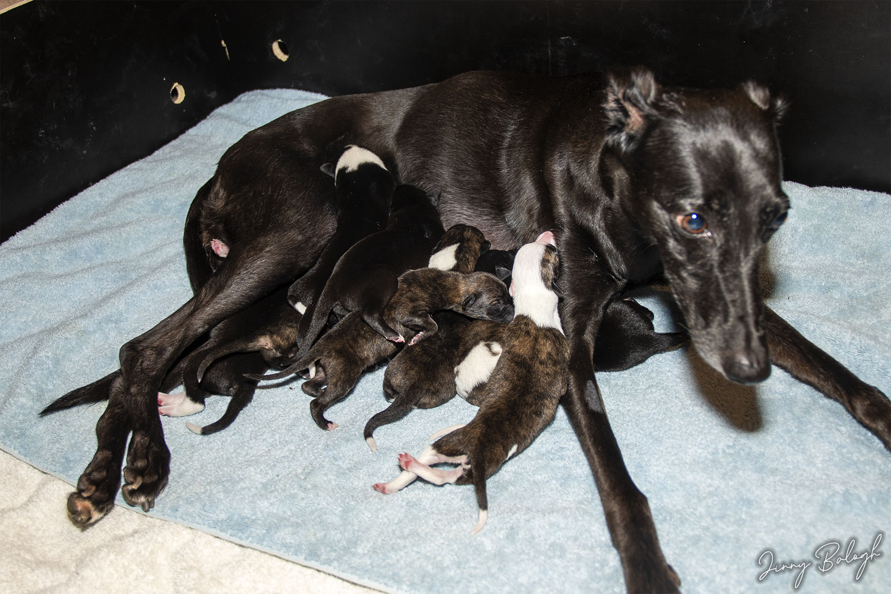 Imagine Dragons 2.0, 4 days