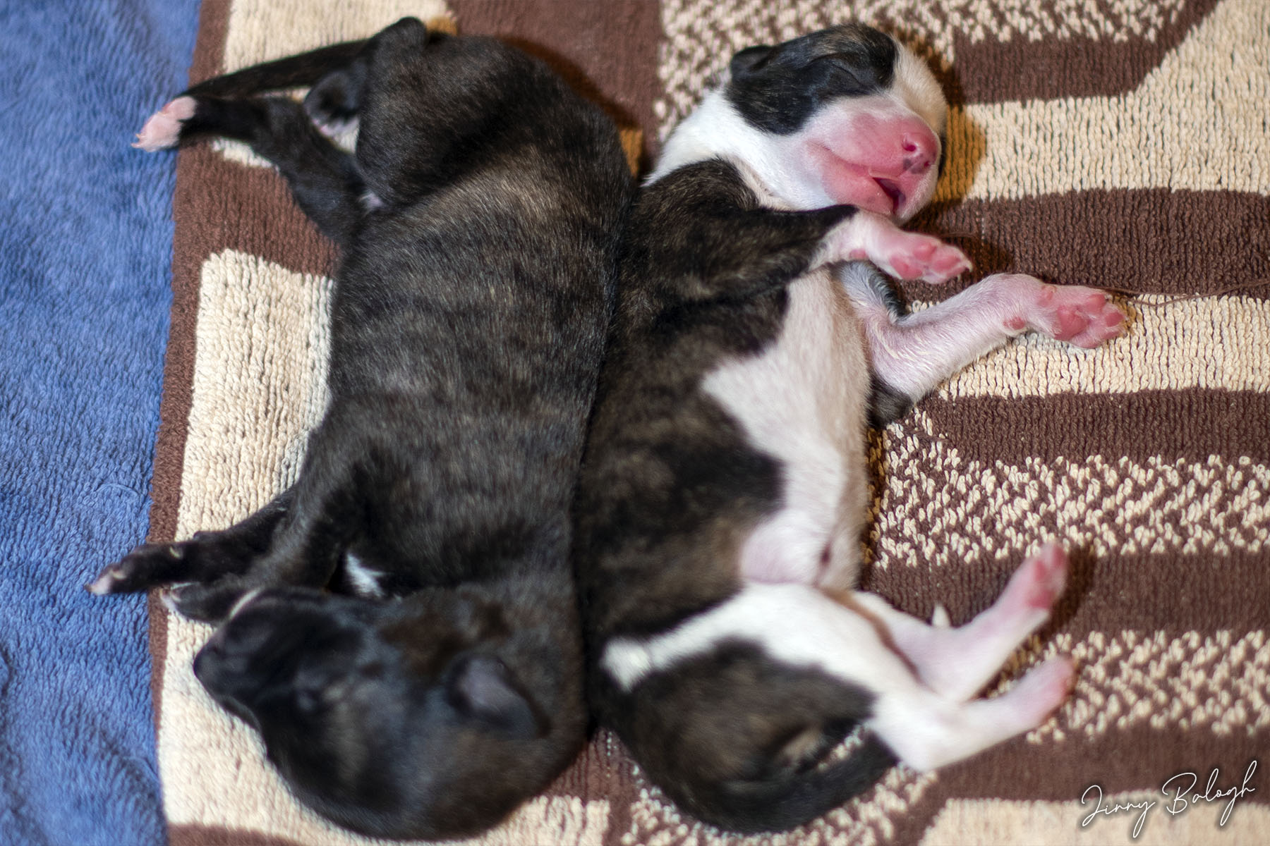 Smokey and Flinga, 5 days