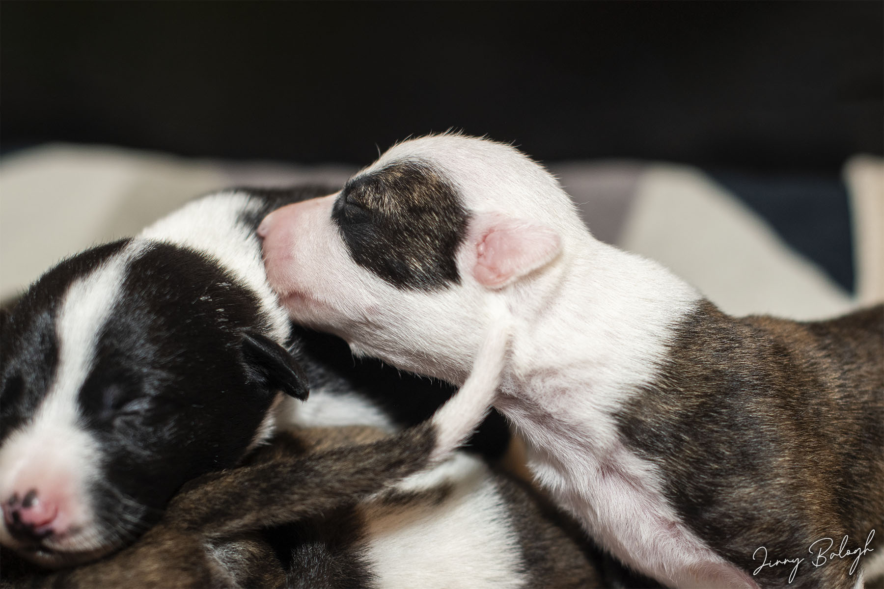 Scarf and Flinga, 10 days