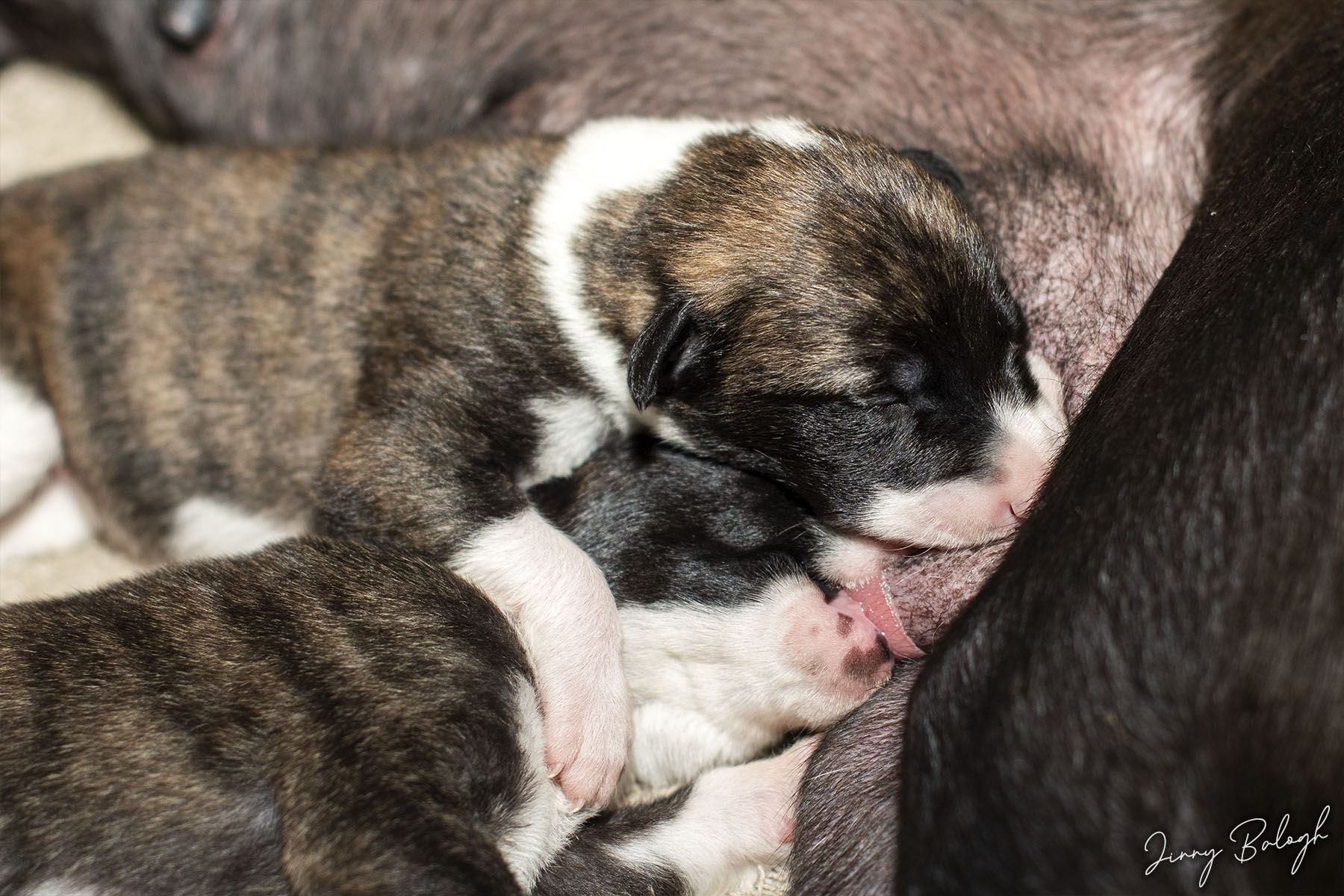 Circus and Vegas, 10 days