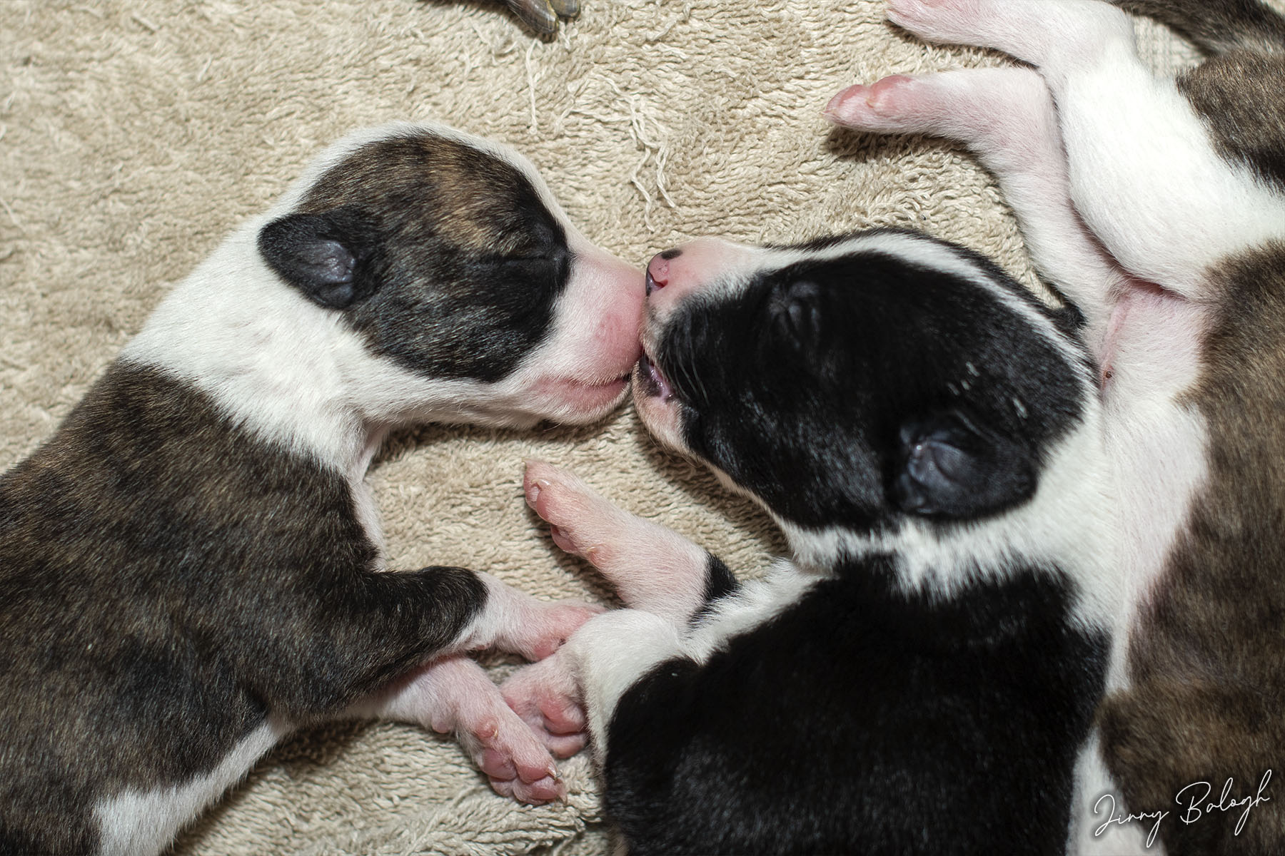 Flinga and Scarf, 10 days