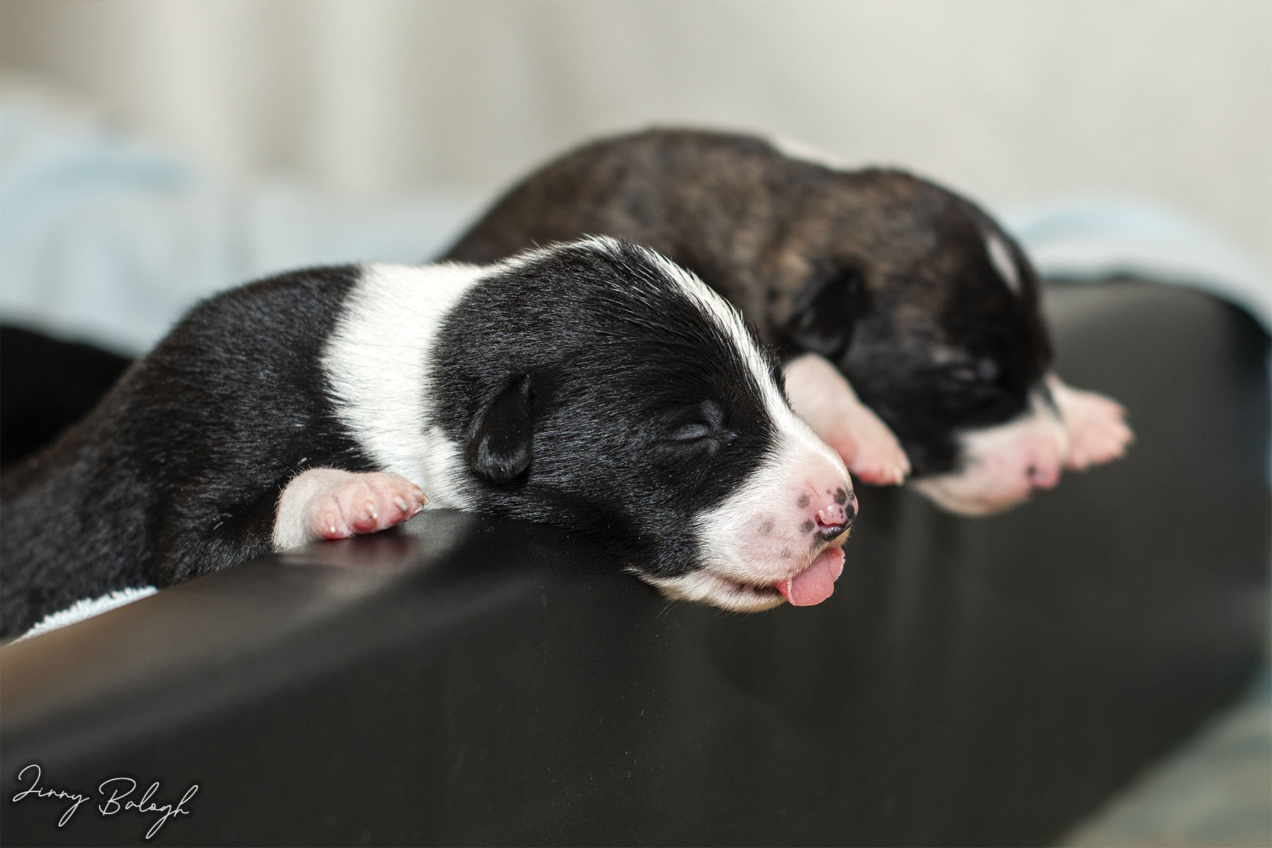 Scarf and Vegas, 11 days