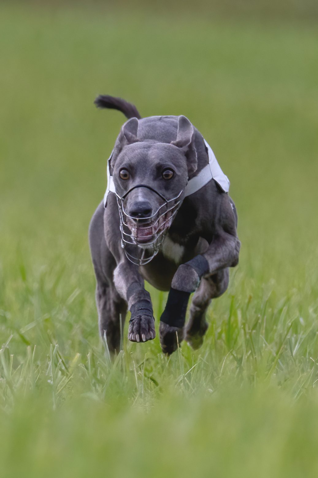 Väiski, 6th at the Finnish Lure Coursing Championships 2024 / Photo by Sami Siltavirta