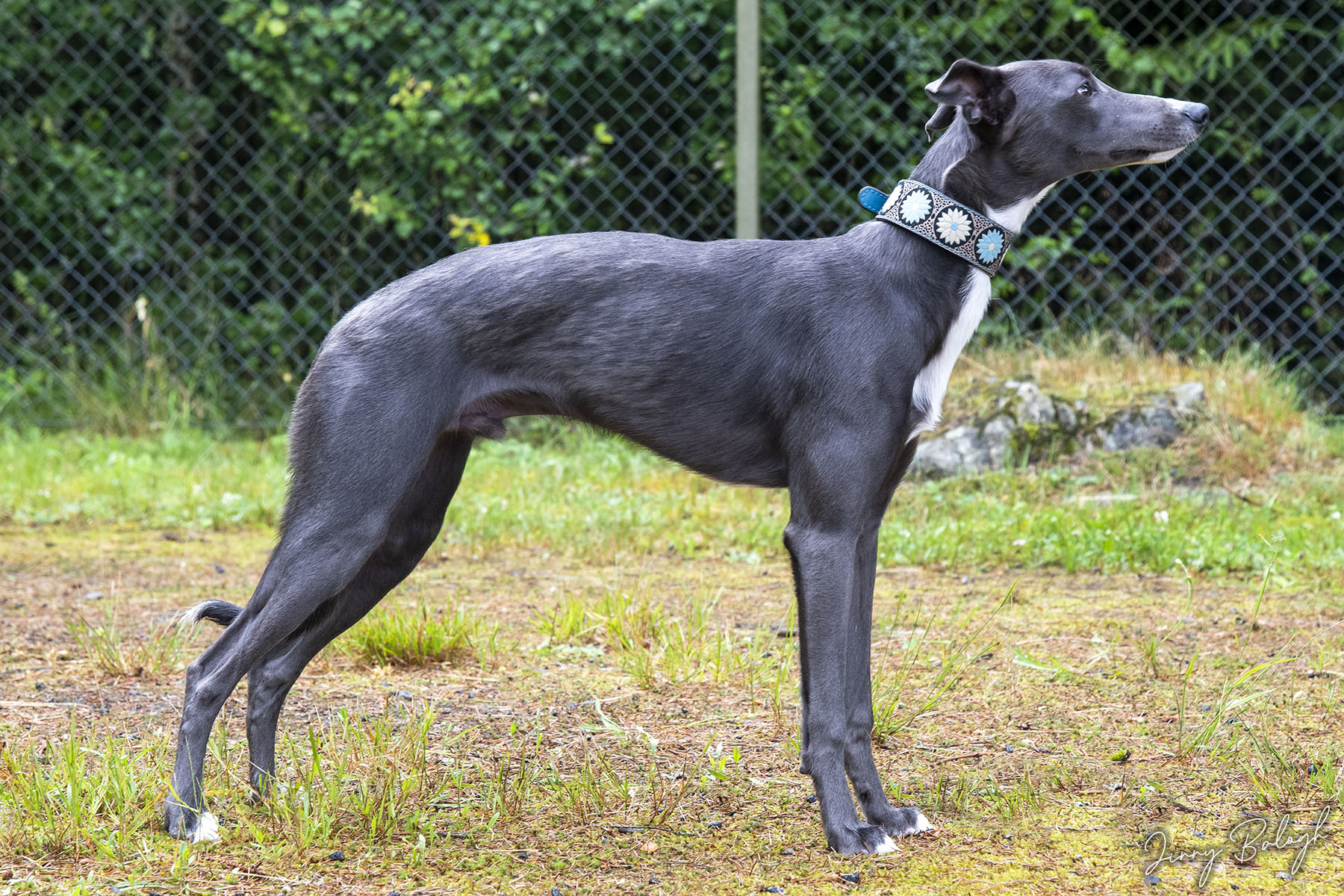 Safir, 8 months