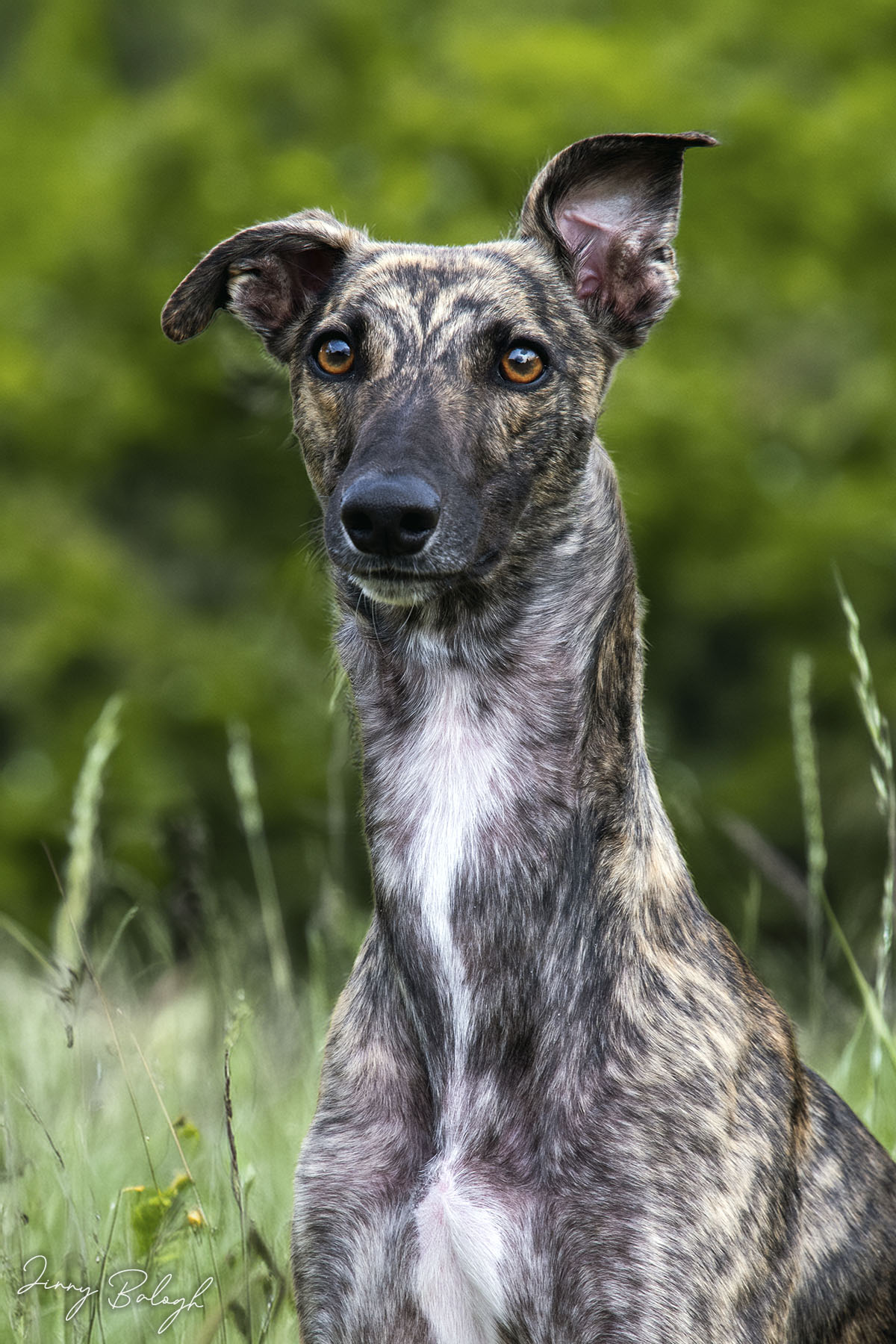 Dante, 1 year