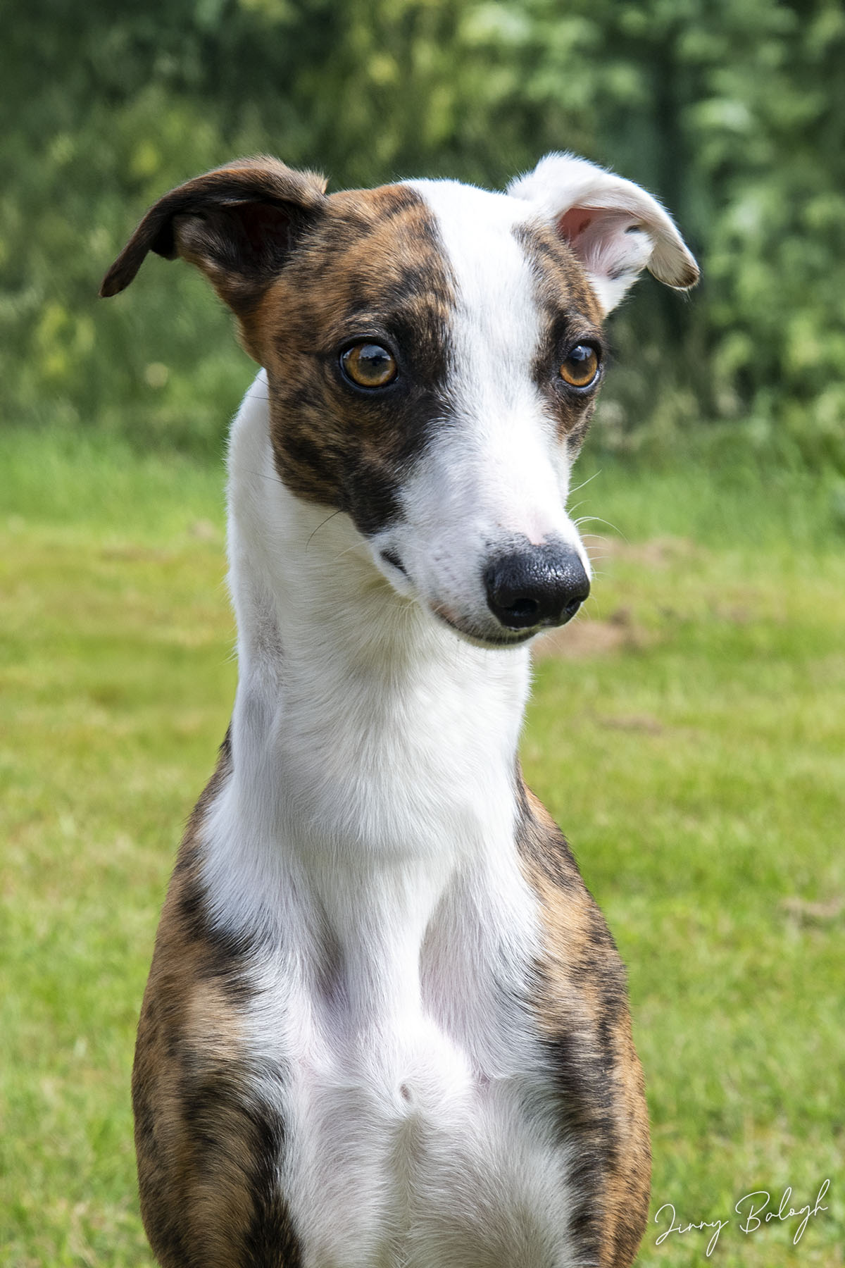 Flinga, 1 year