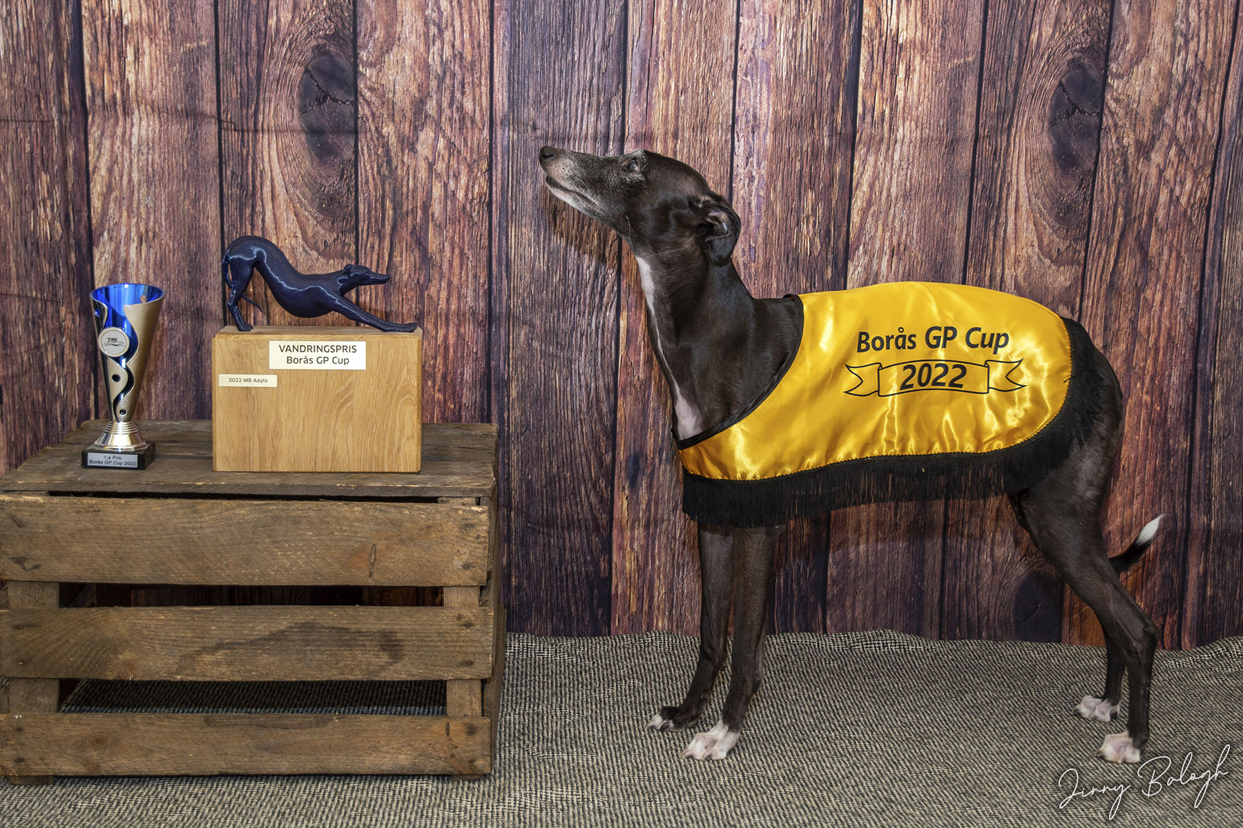 Aayla winning Borås GP Cup 2022