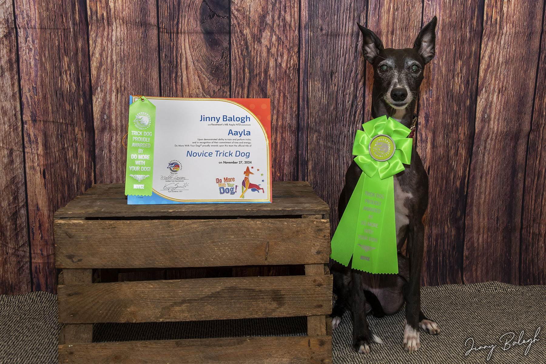 Aayla, NTD (November 2024)