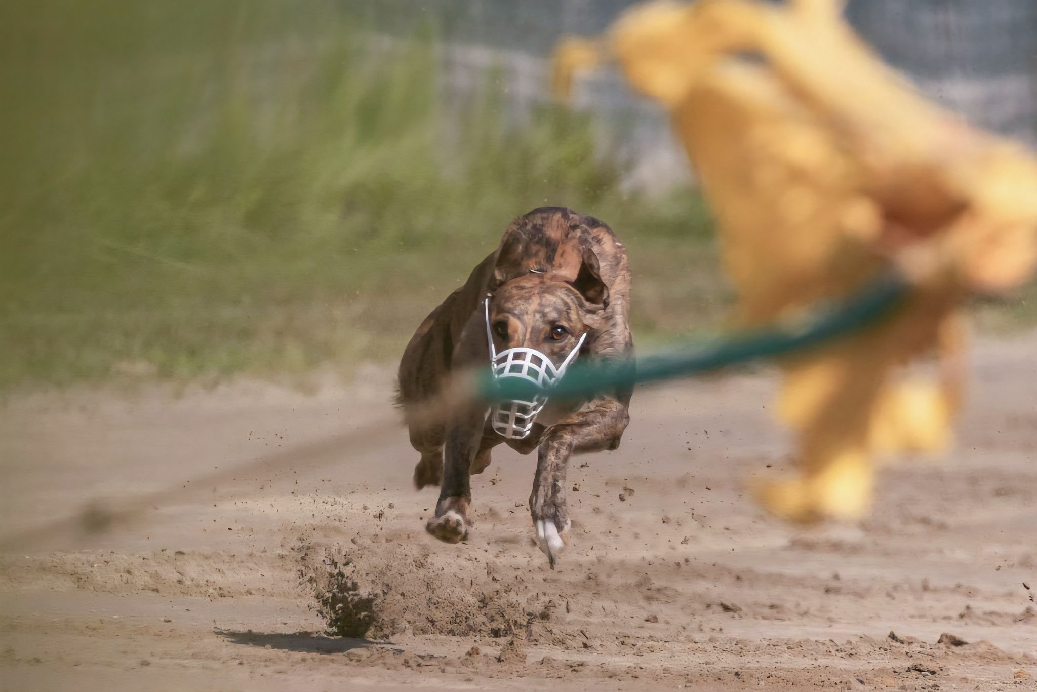 Underdog at race practice 2025