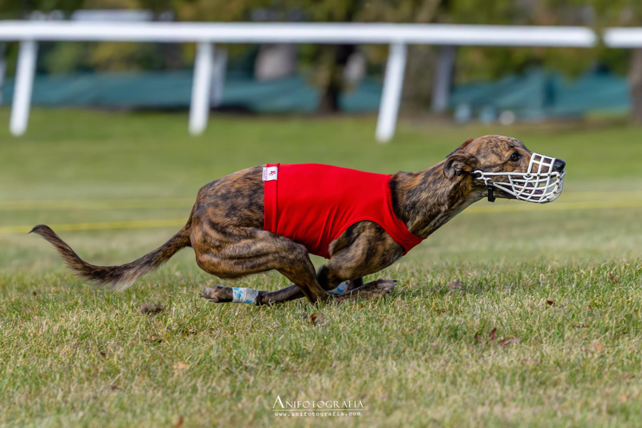 Underdog at lure coursing 2025 / Photo: Anifotografia