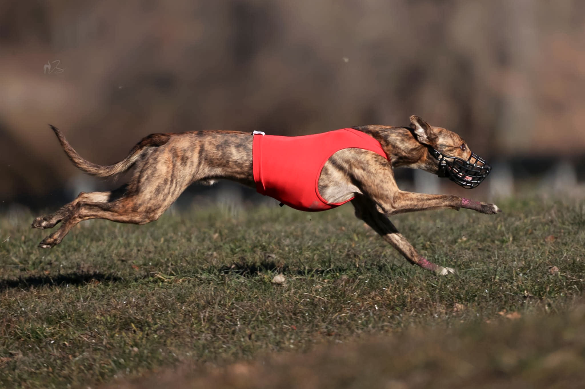 Underdog at lure coursing 2025