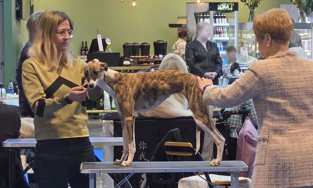 Honey, Good at My Dog International Dog Show 2026