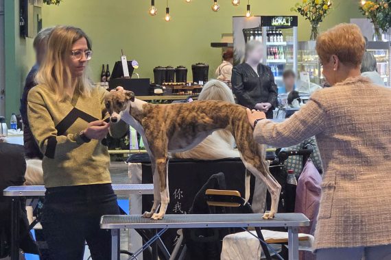 Honey, Good at My Dog International Dog Show 2026